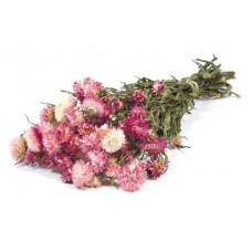 HELICHRYSUM Natural Pink